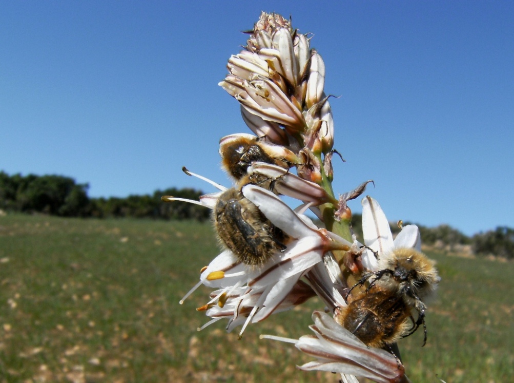 Tropinota squalida